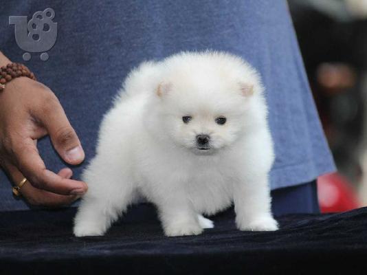 PoulaTo: πομερανός μινι καθαρόαιμα/ Pomeranian Mini