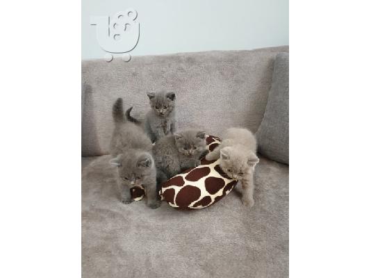 PoulaTo: british shorthair kitten for adoption