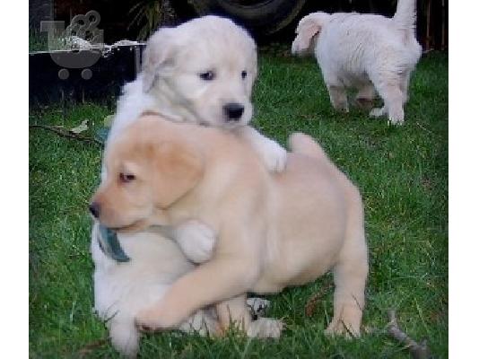 PoulaTo: Δύο κουτάβια Labrador
