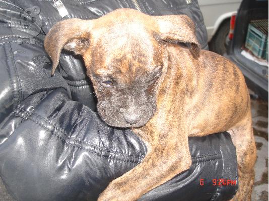 BOXER KOYTABIA