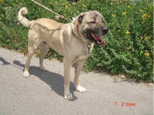 KANGAL