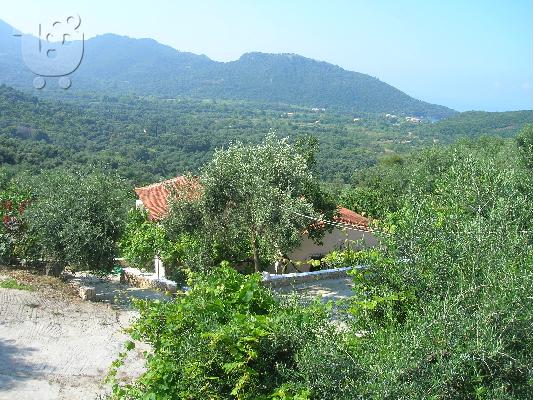 5 ΤΟΥΡΙΣΤΙΚΑ ΚΑΤΑΛΥΜΑΤΑ, ΕΠΙΠΛΩΜΕΝΑ ΜΕΣΑ ΣΕ ΚΤΗΜΑ ΕΛΑΙΩΝΑ 6. 500 Τ. Μ.ΣΕ ΑΠΟΣΤΑΣΗ 2 ΧΛΜ ΑΠ...