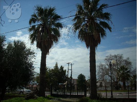 PoulaTo: ΠΩΛΕΙΤΑΙ ΦΟΙΝΙΚΑΣ 35 ΕΤΩΝ !!! 9μ κορμός , Αποστολή σε όλη την Ελλάδα