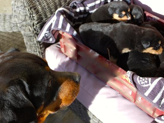 Ημίαιαμα Rottweiler