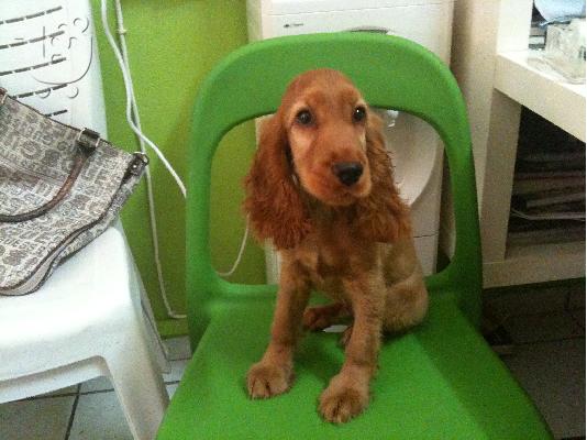 english cocker spaniel Κόκερ Σπάνιελ