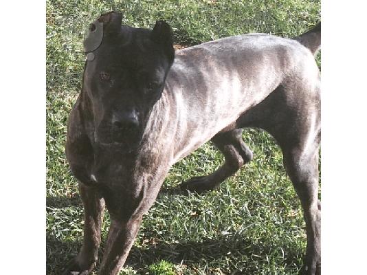 CANE CORSO - ΚΑΝΕ ΚΟΡΣΟ