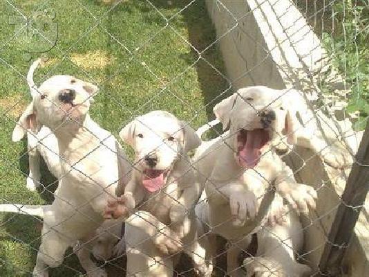 PoulaTo: DOGO ARGENTINO