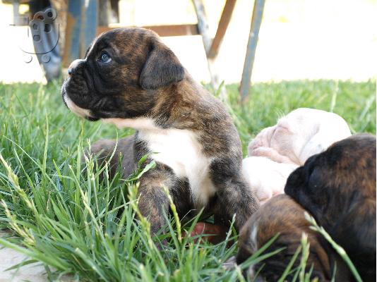boxer