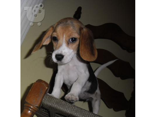 Beagle