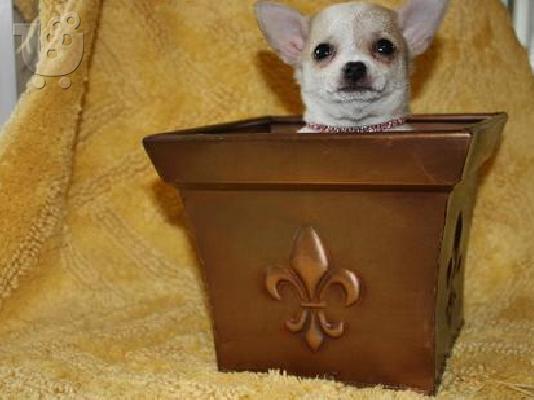 chihuahua για τα Χριστούγεννα. Τσιχουάουα Τσιχουάουα
