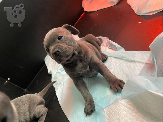 Όμορφο μπλε Staffordshire Bull Terrier