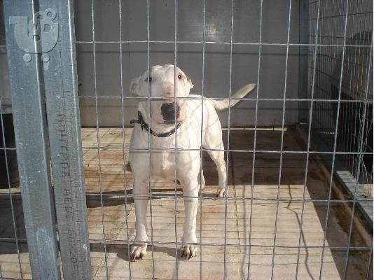 PoulaTo: BULL TERRIER XARIZETAI