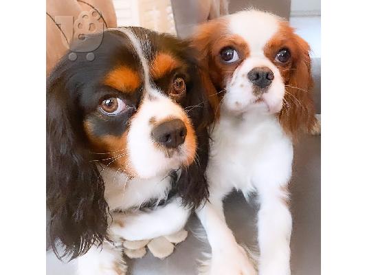 PoulaTo: Κουτάβια Cavalier King Charles