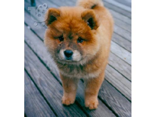 PoulaTo: Chow chow