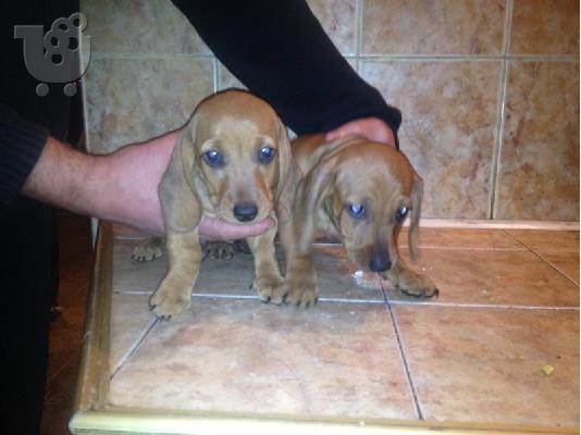PoulaTo: Dachshund
