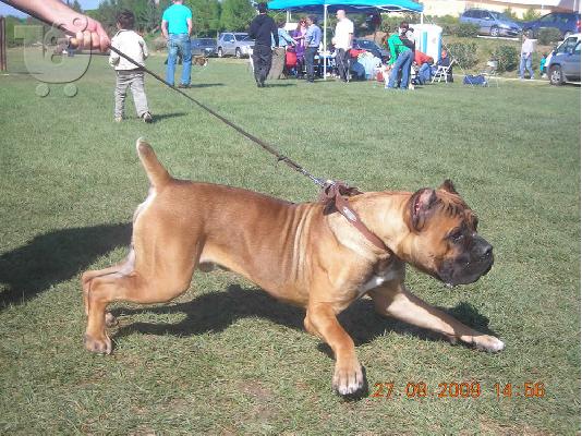 Γέννα Cane Corso. Πωλούνται κουτάβια