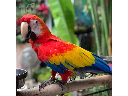 PoulaTo: ΠΩΛΕΙΤΑΙ SCARLET MACAW