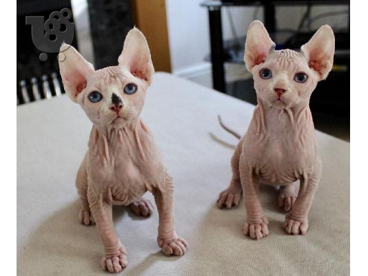 PoulaTo: γατάκια Sphynx