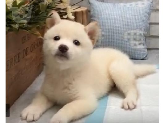 PoulaTo: Κουτάβια Shiba Inu Έτοιμα για Νέα Σπίτια