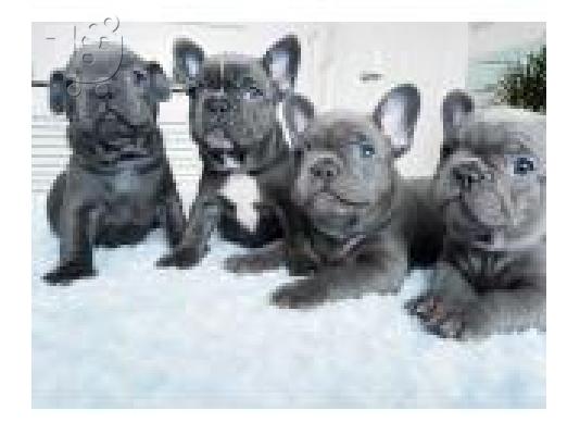 PoulaTo: Kc Pug Puppies (Christoúgenna kai Protochroniá)