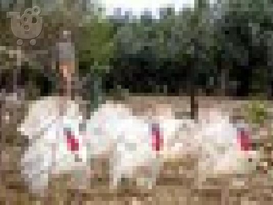 PoulaTo: POLOYNTAI GALOPOYLAKIA 6985715357