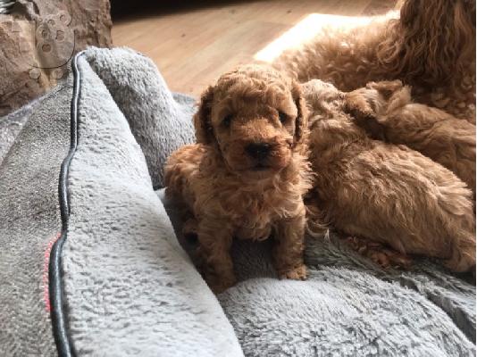 Όμορφα κουτάβια PatterpooToy Poodle