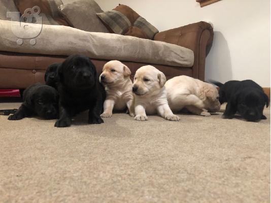 Labrador Puppies