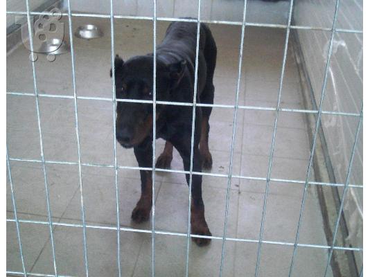 PoulaTo: DOBERMAN ΧΑΡΙΖΕΤΑΙ