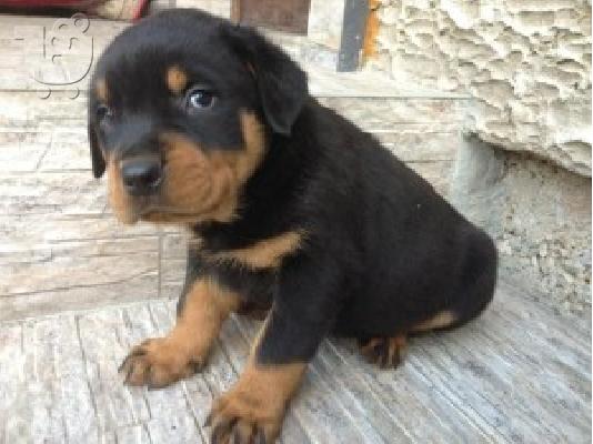 ROTTWEILER