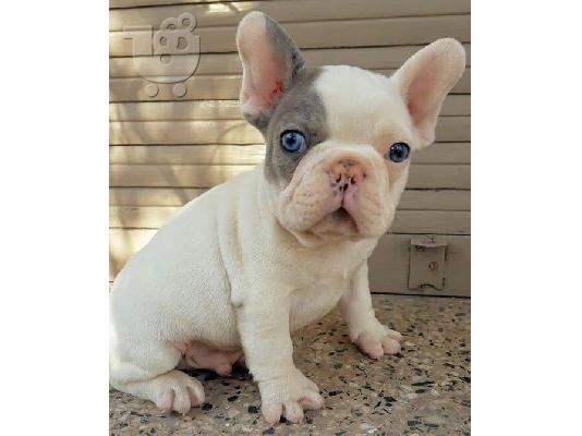 PoulaTo: French Bulldogs Available