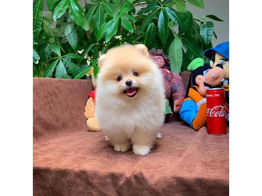 POMERANIAN