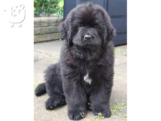 Newfoundland