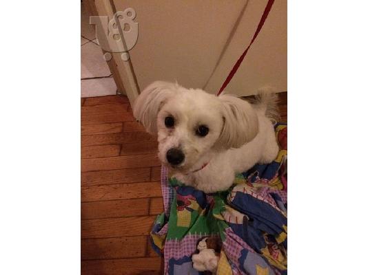 polite maltese