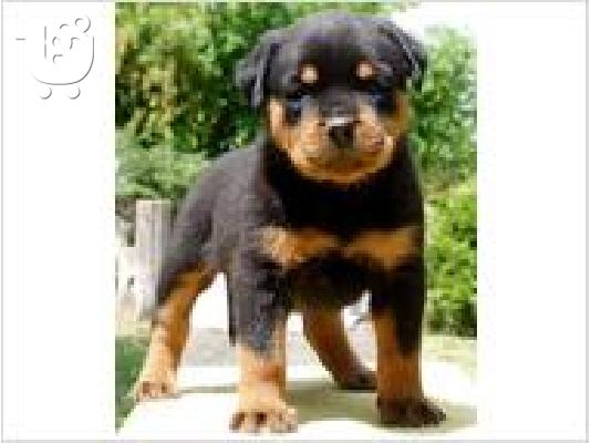 PoulaTo: μαύρο και μαόνι κουτάβια rottweiler.