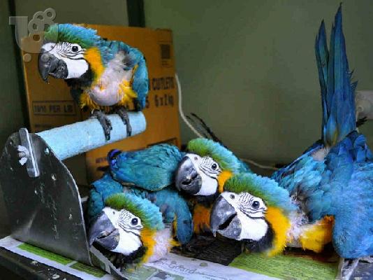 PoulaTo:  scarlet παπαγάλος macaw για 200 €