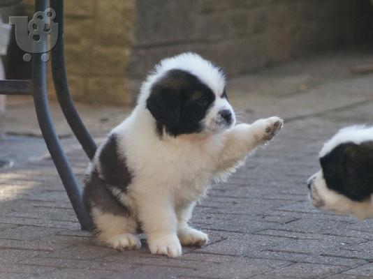 PoulaTo: Διαθέσιμα κουτάβια Saint Bernard