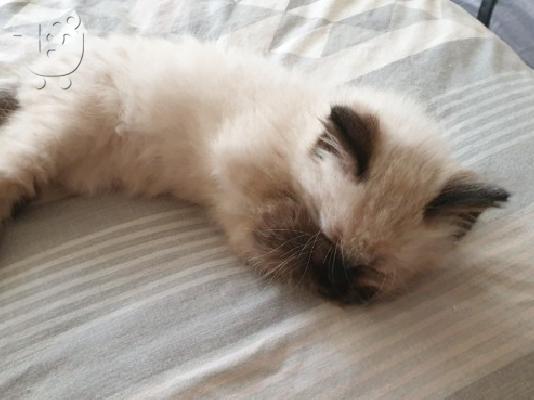 Αξιολάτρευτο RAGDOLL KITTENS