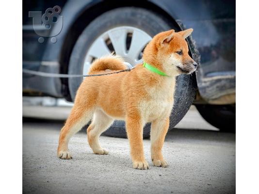 Κουτάβια Shiba Inu