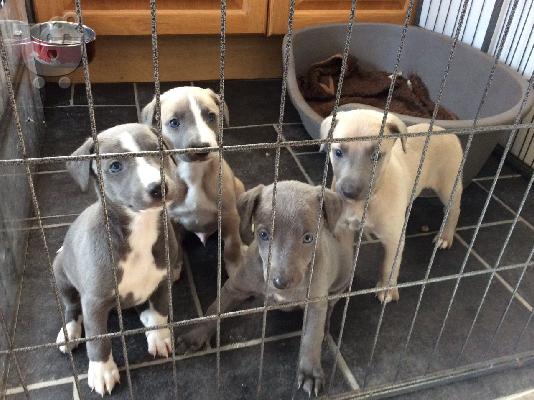 PoulaTo: Κουτάβια Whippet