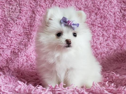 PoulaTo: Pomeranian κουτάβια ΠΟΛΎ αφράτο