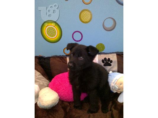 PoulaTo: German shepherd