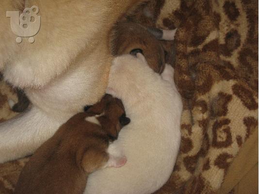 akita inu babies