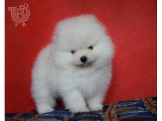 όμορφα κουτάβια Pomeranian προς πώληση