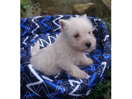 White W.Highlands terrier-Άσπρος Χάϊλαντς τεριέ