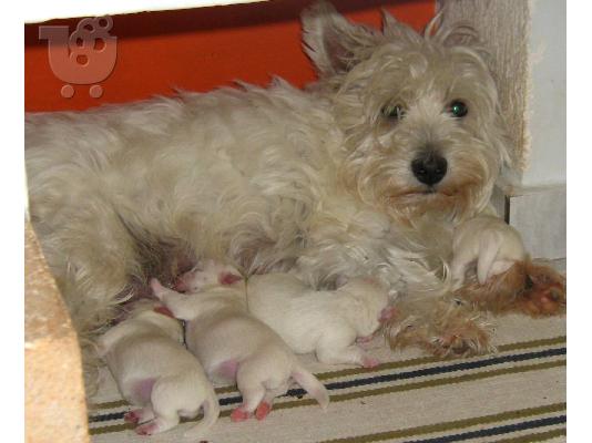 ΚΑΘΑΡΟΑΙΜΑ ΚΟΥΤΑΒΙΑ WESTIE