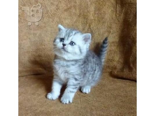 PoulaTo: Munchkin γατάκια