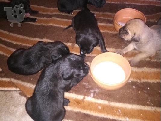 PoulaTo: κουταβια cane corso
