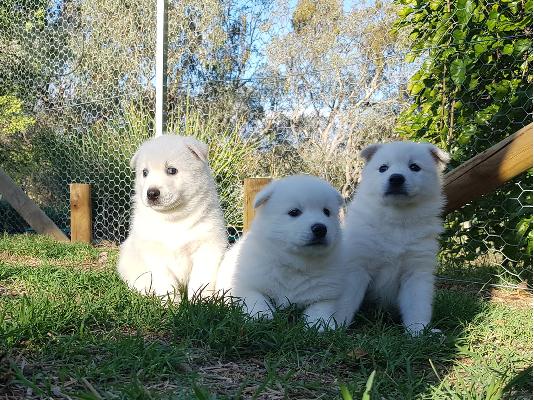 PoulaTo: Όμορφα Pomsky Pups