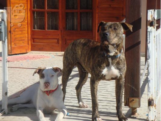 PoulaTo: ΠΩΛΟΥΝΤΑΙ PITBULL