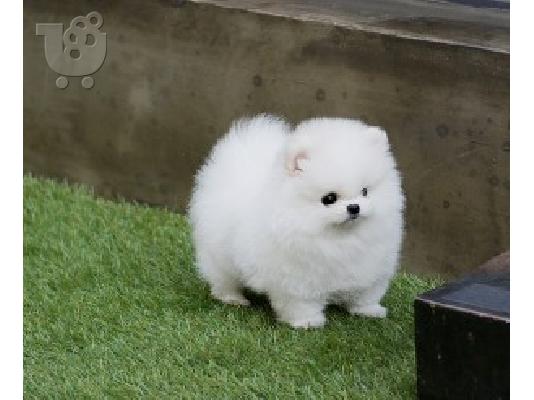 PoulaTo: Γλυκά μικρά κουτάβια Pomeranian